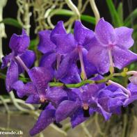 Orchideen Ausstellung in der Orangerie Elfenau 052.jpg